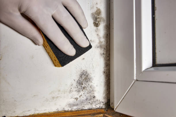 Trusted Shelbyville, KY Mold Removal Experts