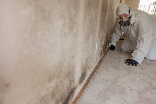 Best Mold Odor Removal Services  in Shelbyville, KY